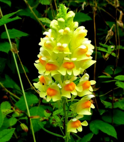 小众送妈妈的花有哪些花