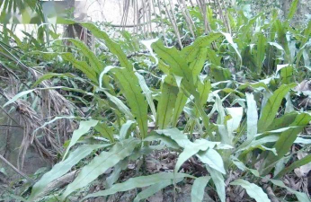 小众送妈妈的花有哪些花