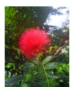 小众送妈妈的花有哪些花