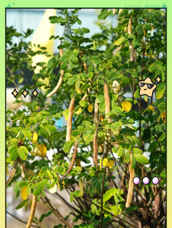 双荚决明和黄槐决明的区别