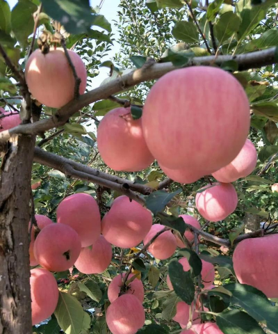 沂源红苹果介绍