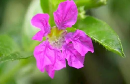 小众送妈妈的花有哪些花