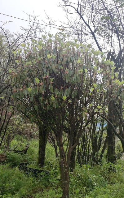 小众送妈妈的花有哪些花