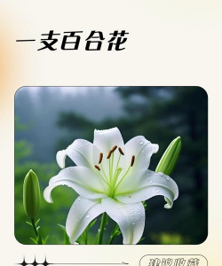 小众送妈妈的花有哪些花