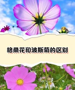 小众送妈妈的花有哪些花