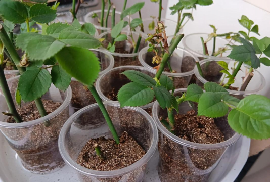 小众送妈妈的花有哪些花