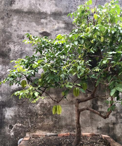 小众送妈妈的花有哪些花