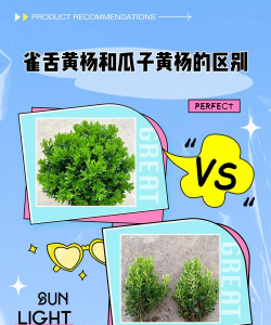 雀舌黄杨和瓜子黄杨的区别