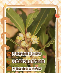 小众送妈妈的花有哪些花