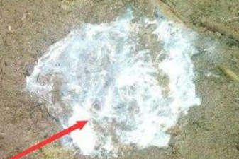 小众送妈妈的花有哪些花