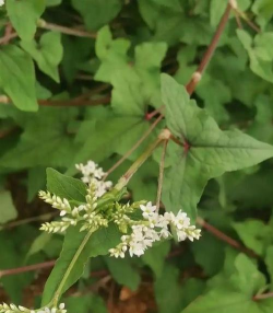 小众送妈妈的花有哪些花