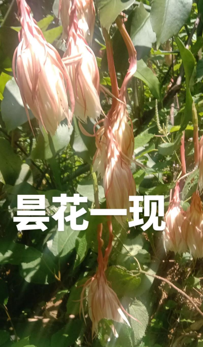 小众送妈妈的花有哪些花