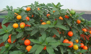 小众送妈妈的花有哪些花