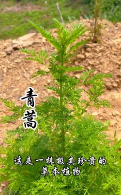 青蒿草农村叫什么