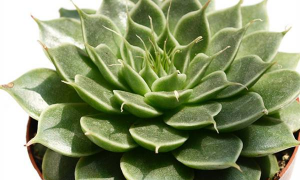 小众送妈妈的花有哪些花