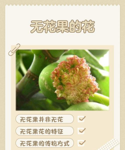 小众送妈妈的花有哪些花