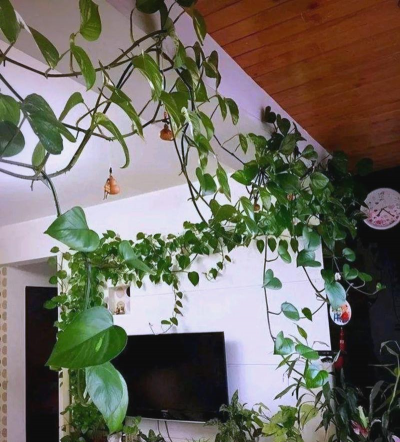 小众送妈妈的花有哪些花