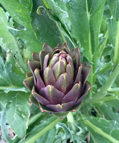 小众送妈妈的花有哪些花