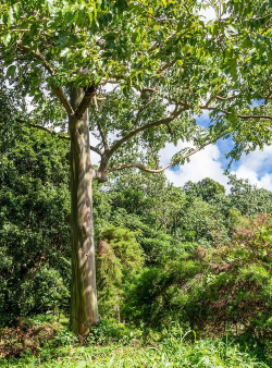 小众送妈妈的花有哪些花