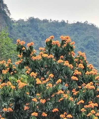 小众送妈妈的花有哪些花