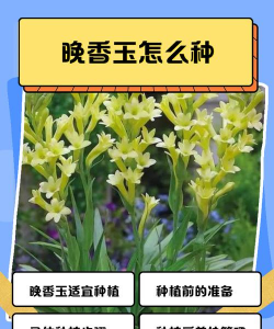 小众送妈妈的花有哪些花