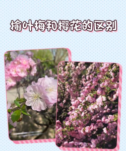 榆叶梅和樱花的区别