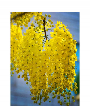 泰国的国花是什么花