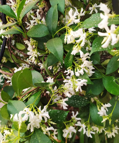 小众送妈妈的花有哪些花