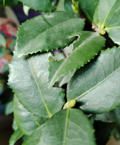 小众送妈妈的花有哪些花