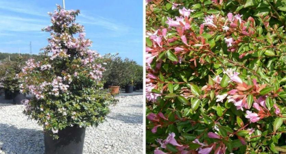 小众送妈妈的花有哪些花