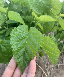 小众送妈妈的花有哪些花