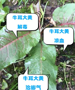 牛耳大黄可以炒菜吃吗