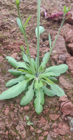 小众送妈妈的花有哪些花