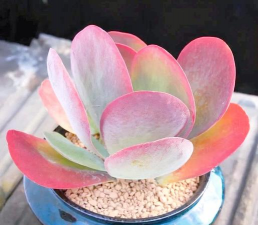 小众送妈妈的花有哪些花