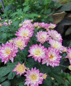 小众送妈妈的花有哪些花