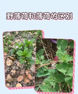 野薄荷和薄荷的区别
