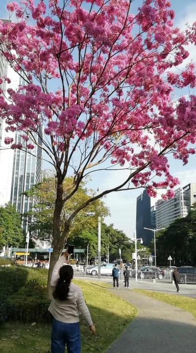 小众送妈妈的花有哪些花