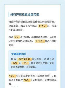 梅花能耐多少度的低温