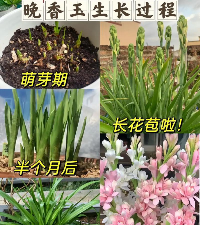 小众送妈妈的花有哪些花