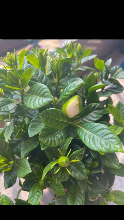 小众送妈妈的花有哪些花