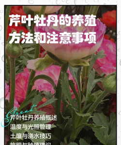 小众送妈妈的花有哪些花