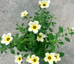 小众送妈妈的花有哪些花