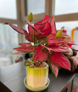 小众送妈妈的花有哪些花