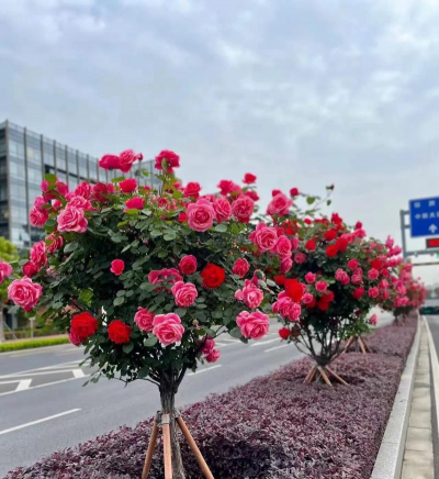 小众送妈妈的花有哪些花