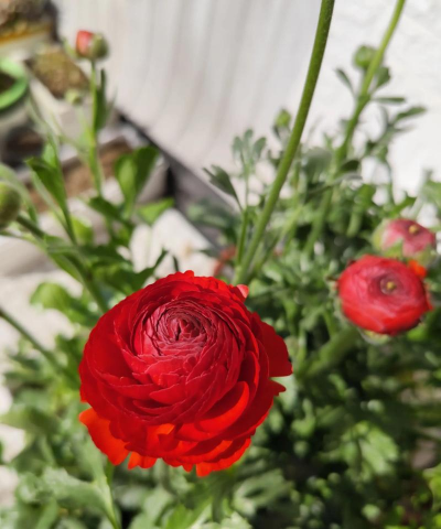 小众送妈妈的花有哪些花