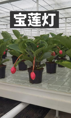 小众送妈妈的花有哪些花