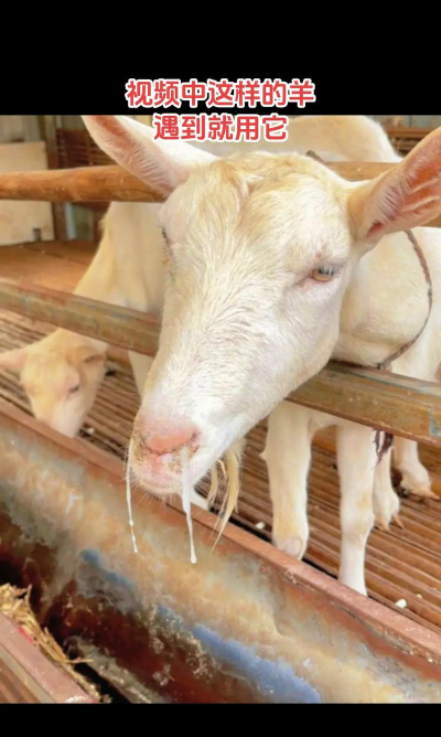 山羊流鼻涕怎么治