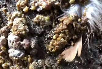 小众送妈妈的花有哪些花