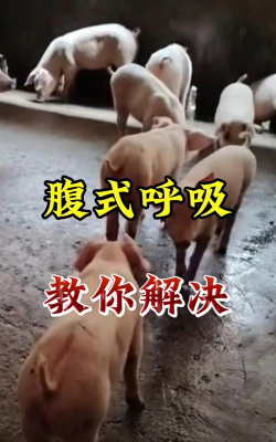 猪腹式呼吸怎么办