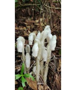 小众送妈妈的花有哪些花